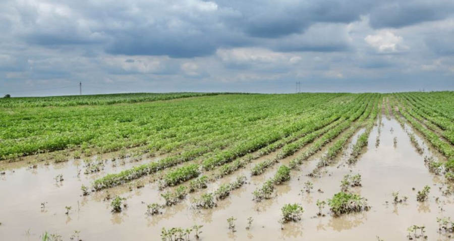 Câmara aprova projeto de renegociação de dívidas de produtores rurais atingidos por enchente no RS