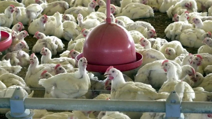 Primeiro caso de gripe aviária em aves comerciais é confirmado no RS
