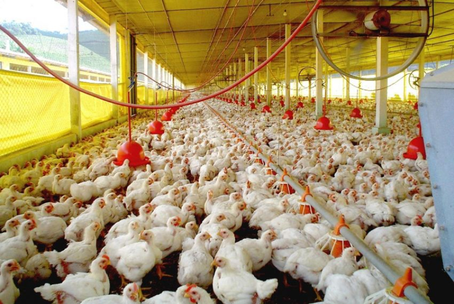 Rio Grande do Sul decreta estado de emergência em saúde animal em razão da influenza aviária